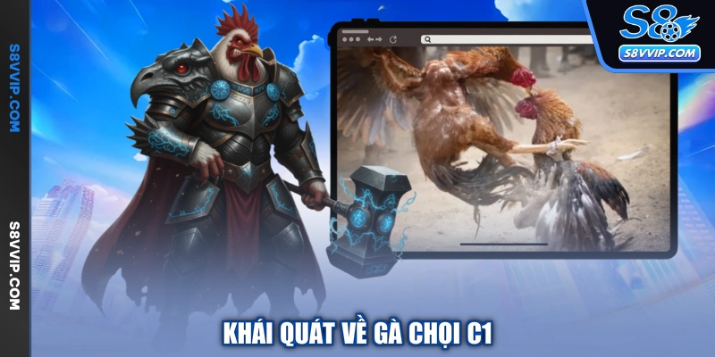 Khái quát về gà chọi C1