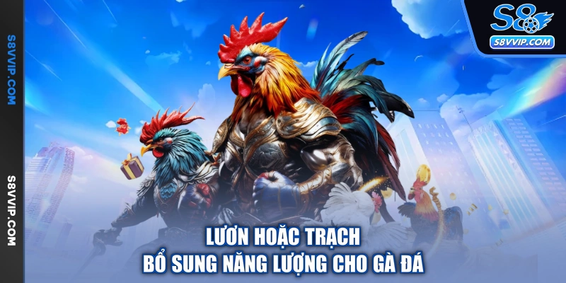 Lươn hoặc trạch bổ sung năng lượng cho gà đá
